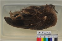 藏品(斑頸鳩)的圖片